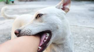 Animal Bites