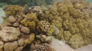 Caribbean Wonders  A Dive into Paradise