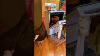 Charlie! 🤣🦃 #thanksgiving #turkey #farmlife #cooplife #shorts #short