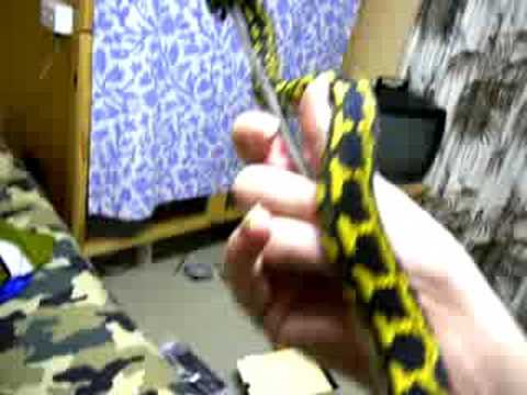 Morelia Spilota Cheynei - Jungle Carpet Python