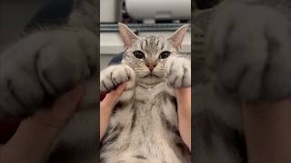 寝起きマンチカンを愛でる飼主たちwww #shorts #猫 #cat