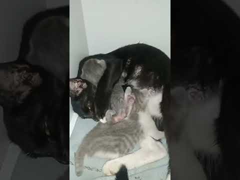 Anak kucing Comel