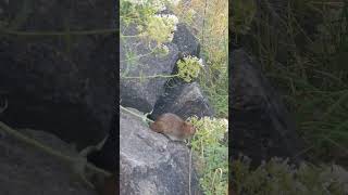 #waterrat #Ijburg #bloempje #amsterdam #holland