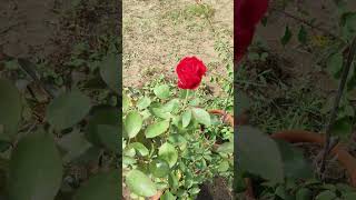 #redrose #gardening #shorts #like #love