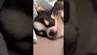 我太累了 #狗 #可愛動物 #草皮 #吉娃娃 #長毛吉娃娃 #瑞奇 #累 #寵物友善日常 #chihuahua #puppy #瑞奇在幹嘛