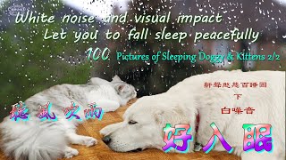 【ASMR Pets】落雨 白噪音~ 鼾声憨态百睡图（下）/ Asmrrain : 100 Pictures of Sleeping Doggy & Kittens(2/2)