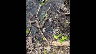 Why are snakes attracted to sandalwood trees ? | #facts #viralvideo #video #reels #shorts