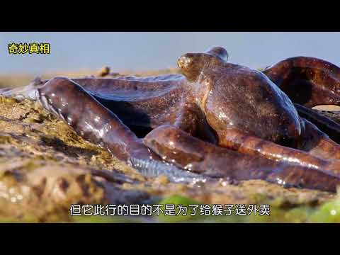 赶海的猴子