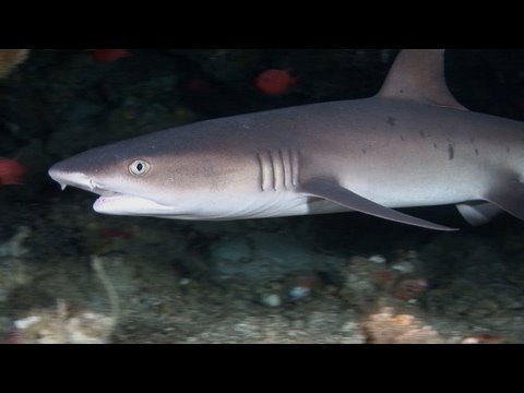 Bunaken Diving HD