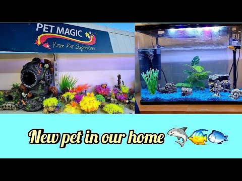 How to set up an aquarium | cute adorable little pets |  Sidra's Ideas