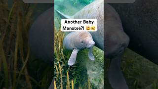 Another baby manatee on the river?! 🤯❤️🥺 #manatee #florida #conservation