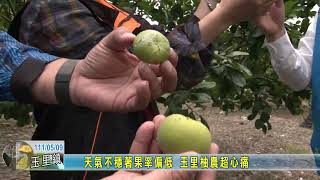 20220509 06 天氣不穩著果率偏低 玉里柚農超心痛