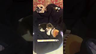 🐶🐼 fight 😂 #shifuthebossdog