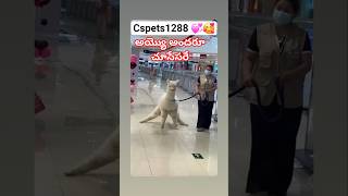 #funny #ytshorts #cutedog#petlover #trending#pets#cutepuppy#viral #cute#song#dog