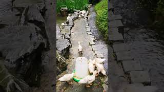 #simplelifeintheprovince #mydailyroutine caring my #smallduck