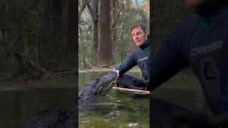 Bella gator! #gator #wildlife