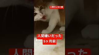 人馴れしない猫  🐈                     #保護猫          #ねこのいる生活 #animal #cat #ねこ #風 鈴