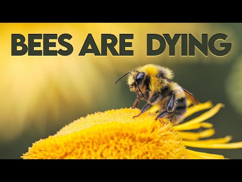 Bees in Crisis: The Fight to Save Our Pollinators | Documentary