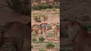 Lion vs Tiger Fight: Who Really Wins? 🦁🐯 (You’ll Be Surprised!)