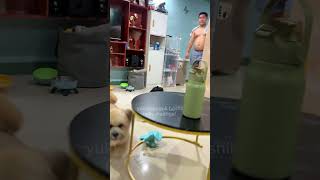 yukidapogi nauutusan na.     #dog #pets #funny #funnydogs #yukidapogi #hoshii