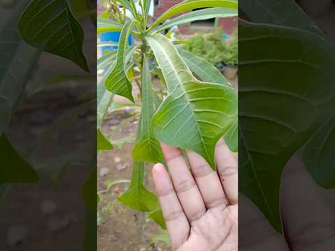 Nag Champa plant #floweringplant #gardening