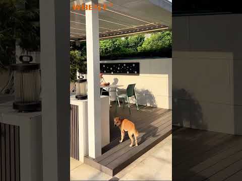 Hey, check out our customer's outdoor pergola ! puppy is cute lol #pergola #pergolacover#backyard