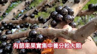樹葡萄種十幾年沒有結果怎麼辦？