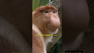 long nose money 😲|| #shorts #facts #wildlife
