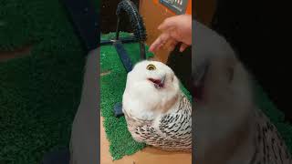 Funny owl 🦉 #owl #owls #owlhouse #funnyvideo #funnypet #funnyshorts #cute #cuteowls
