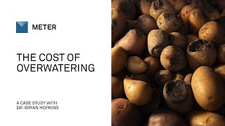 The Cost of Overwatering: How Too Much Water Can Ruin Your Crop