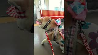 柴犬介助犬るなちゃん電車移動【介助犬と桃にゃん】 #柴犬介助犬 #介助犬るな #介助犬と桃にゃん #介助犬 #dog #doglover #cutedog #柴犬