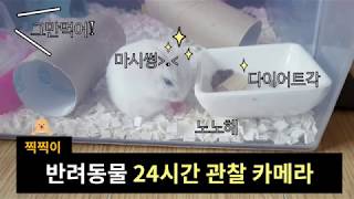 [박온송] 반려동물 햄스터 24시간 관찰카메라