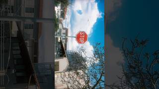 “Springtime serenity.” [Cinematic shots]📸#CinematicVibes #springmood#BloomSeason #NatureAesthetic
