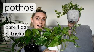 POTHOS Care | Epipremnum Aureum Care Tips & Tricks