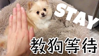 如何教狗等待 How to Train Your Dog to Stay