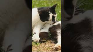 Cat Knowledge Cat Live Long Life And Cat potty Very Harmful And Cat Doesn't Eat When Shorts #Shorts