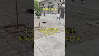 小主人放假回家，狗狗飞奔而来，画面真是太感人了