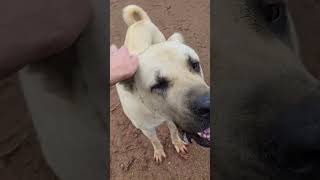 A video all about AZ #narrowayhomestead #offgridlife #aslandog #boz #bozshepherd #livestockguardian