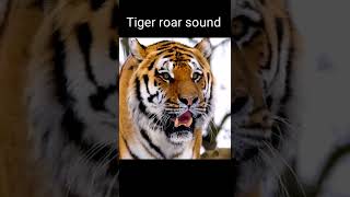 Tiger Roar Sound | Tiger Roar Sound Effect #shorts #tigerroar #animals #wildlifeanimals