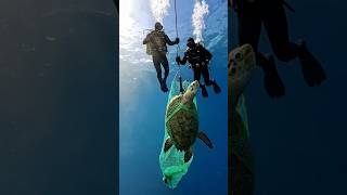 Unbelievable Ending! Sea Turtle Trapped Underwater Rescued #turtle #shorts #sea