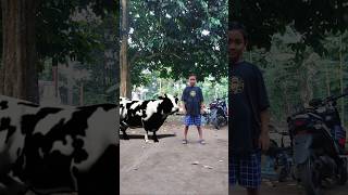 Sapi lucu joget #sapi #shorts #cow #sapigila #sapilucu