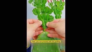 An easy way to graft plants #garden #gardening #gardentips #gardencare #tipsforgarden #grafting