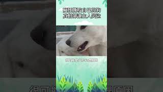 瘋狂撕咬自己的狗 真相卻讓主人哭泣     #寵物 #動物 #可愛