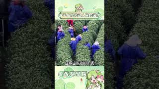 當談論女性困境時，我們不應止於同情 #採茶女 #女性困境 #勞動人民 #真實