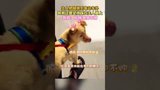 主人把脚伸到电动车外，狗狗还是坚持踩在主人脚上，狗狗：妈咪 我帅不帅