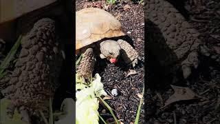 Backyard Wildlife #gophertortoise #wildlife #NatureEscape #reggiekayereels
