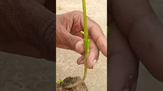 Grafting tomato on eggplant (brinjal) #shorts #gardening #grafting