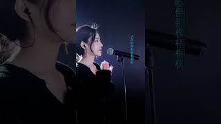 洋澜一 ～ 大风吹倒梧桐树 2024 01 06