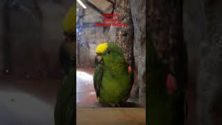 #papağan #shorts #parrot