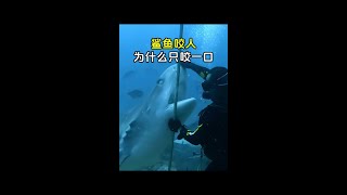 鯊魚咬人，為什麼有時候只咬一口？ #鯊魚攻擊人類 #鯊魚襲擊 #鯊魚吃人嗎 #鯊魚